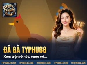 Hình minh họa bài viết: Sảnh Đá Gà Hot Hit Nhất Năm 2025 Này Gọi Tên Typhu88